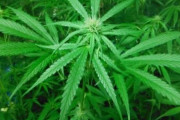 警察　「人間が大麻吸ってる！！逮捕！！！」