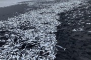 【画像】 三宅島で大量の魚が打ち上げられているのが見つかる