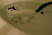 【動画】 水が好きな猫【再】