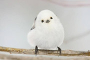 鳥とかいう全ての生き物の中で最もかわいい種族