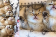 可愛さ数珠つなぎ！一列に並んで寝ている子猫たちが可愛すぎる