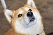 【画像】韓国の犬カフェ行ってきたｗｗｗｗｗ