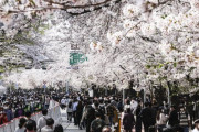 韓国人「韓国品種を主張するソメイヨシノ　でも認められず　　すべて植え替えてしまえ」