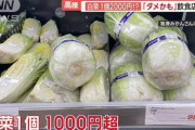 【悲報】白菜の値段１個1000円超える