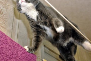 【ねこ画像】バランス能力、おぬしも相当の悪よの～ ほか