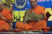 【動画】タイで新年の法要中にネコが侵入した結果うぇｗｗｗｗ