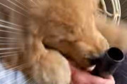 子イヌが膝の上にいた。掃除機のスイッチオン！ → 子犬はパイプの口にこうなります…