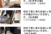 【悲報】メイン猫が腎臓病になった人気YouTuber、『新たな子猫3匹』の選別試験結果が発表されるｗｗｗｗ