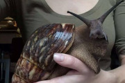 【画像】海外の巨大エスカルゴ、食いごたえがありそうすぎる