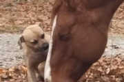 「これは心奪われる…」馬と犬がフェンス越しに愛を育んでいた