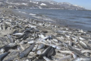 【悲報】北海道・小樽でイワシが大量に打ち上がる