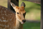 メディア「コロナのせいで奈良の鹿がせんべい食べられなくて激ヤセ」奈良「奈良せんべいはおやつだぞ」