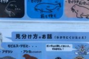 【画像】アザラシ、アシカ、セイウチの見分け方をガンダムで例えた結果ｗｗｗｗｗｗｗ