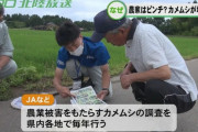【すごく臭い】暖冬で「カメムシ」大量発生！　農業被害に懸念
