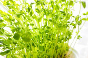 ペットボトルで野菜の水耕栽培はじめたいと思う