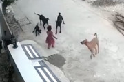 【動画】5匹の野良犬に襲われてしまった小さな女の子。怖すぎ(@_@;)