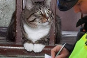 【ねこ画像】列車に襲いかかる子猫ちゃん…これはかわいい怪獣ですねwww