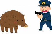 名古屋の警官「それ以上近づいたら撃つぞォ！！」イノシシ「・・・！」 →