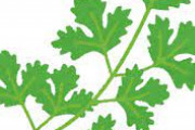 【食わず嫌い】３大これ好きなヤツ絶対嘘やろ？って食べ物「パクチー」「パセリ」