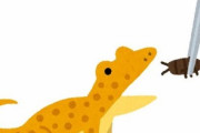 【修羅場】「虫食べないヤツだから大丈夫」という言葉を信じてヒョウモントカゲモドキを飼い始めた。最初は専用フードで良かったが次第に食べなくなっていったので店員に相談すると…