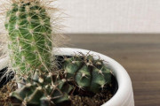 【画像】ダイソーで買ったサボテンが１年たった