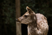 【東京】江東区でシカの目撃情報、区が注意喚起！SNSでは「キョンかもしれない」の声も