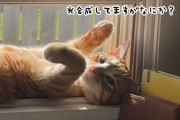 え？光合成してる？絶好の日当たりポイントを発見してしまった猫の姿がかわいい