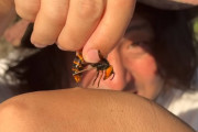 生物専門家YouTuber、「オオスズメバチに刺されてみた」