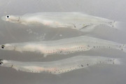 【注意】寄生虫が皮膚に入り込む「顎口虫症」が青森県で初確認！！ 原因はシラウオを加熱せず食べたことか
