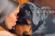「誰もぼくを撫でてくれなかったの」大型犬のロッドワイラーが落ち込んで飼い主に慰めてもらおうとする