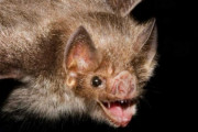 チスイコウモリは吸血鬼伝説のネタになった動物だが