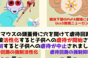 【活性化！】マウスの脳で児童虐待特化回路が発見される