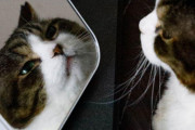 【画像】猫、ラーの鏡によって真の姿がバレてしまう…