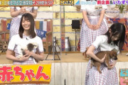 【速報】日向坂46出演どうぶつピースにて当たり前のように◯やが使われるｗｗｗｗｗｗｗｗｗｗｗ