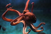 【悲報】タコ、ただの化け物だった、脳が９個で心臓が３個ある