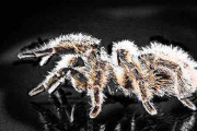 タランチュラの毒が副作用のない鎮痛剤開発のカギとなる（オーストラリア）