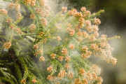 スギ花粉「ごめん・・・もう我慢できなかった・・・」　スギ花粉飛散開始へ・・・