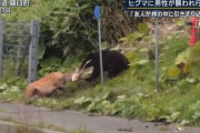 「友人がヒグマに襲われ林の中に引きずり込まれた」羅臼岳で行方不明に…ハンターらが捜索再開！