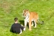 【動画】イギリスの動物園でトラの囲いに侵入した男性が死亡。