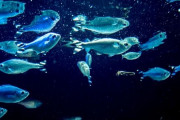 生魚ではないものでアクアリウムを作ってしまった人