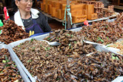 日本人女「虫食うの流行りなの、食おう」タイ人女「あれ観光客用だよ…食べる人いないよ」  [194767121]