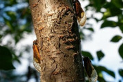 【米国】221年ぶりに2つの周期ゼミ群の羽化が開始、推定1兆匹超えに