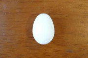 【悲報】飼ってる文鳥が卵産んだんだけどｗｗｗｗｗｗｗｗｗｗｗｗ