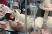 「猫や犬を食べるのは中国の一部では普通のこと」米学校のテストに差別的内容  [4/5]