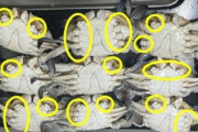 「韓国で消費者の怒り爆発」 販売されたワタリガニの大半が不良品状態
