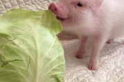 【朗報】ブタさん、犬より可愛かった