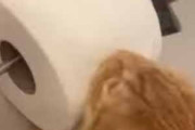 【ネコ】 私がトイレで用を足していた。・・・ちょっ！ → 猫はこうしちゃう…