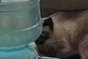 ネコが自動給水器の周りで遊んでいた。何をしているの？ → 猫はこうなった…