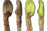 史上初、恐竜がヒトと同じ「骨のがん（骨肉腫）」に罹っていた証拠を発見！　がんの進化を解明する上で貴重な資料に