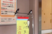 「”ツバメ注意”の注意書きの上にツバメの人形がある。よく出来てるな～」→と思ってたらまさかのｗｗｗｗ